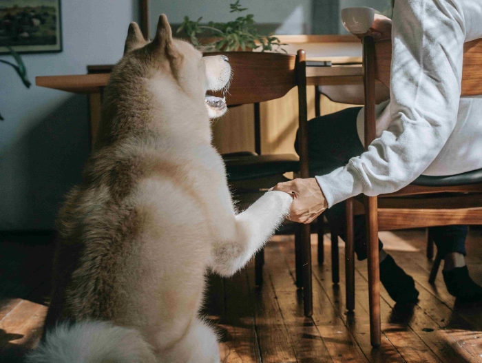 image of dog next to owner