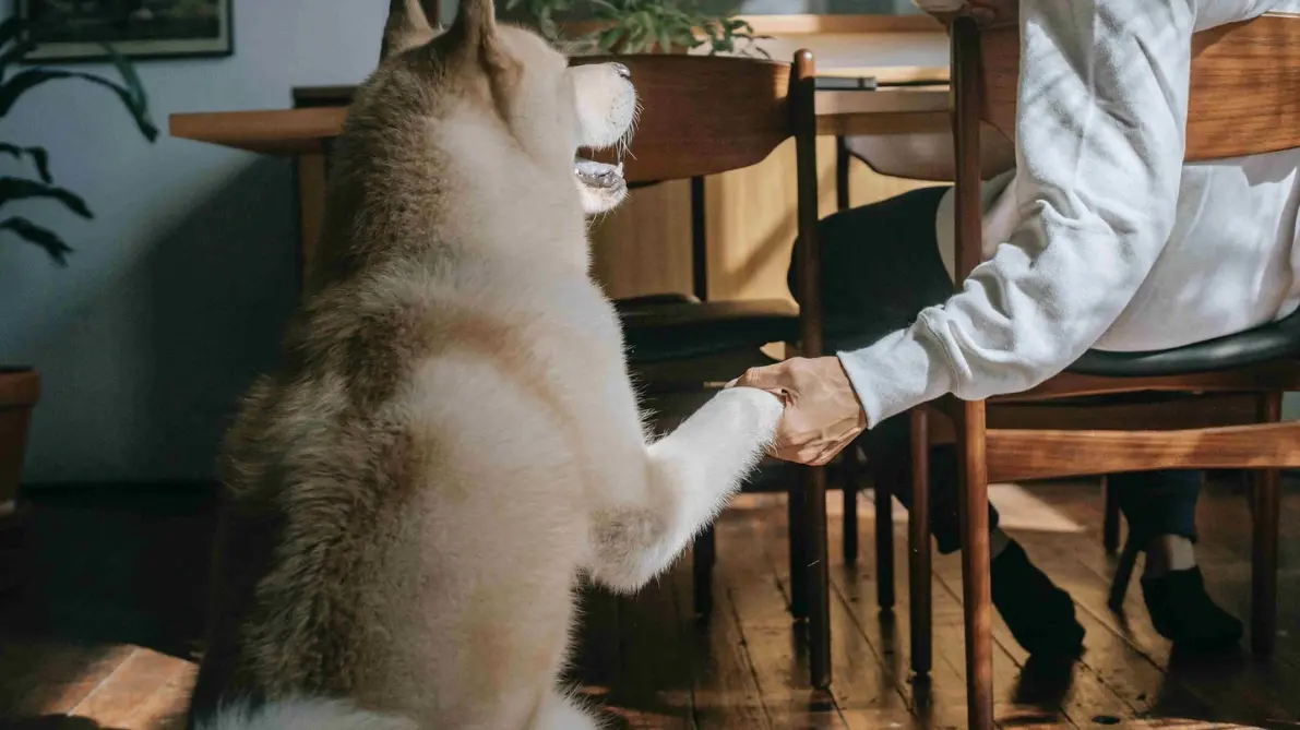 The Pup Report: Insights Around Dog Ownership